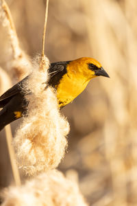 Close-up of bird perching on branch