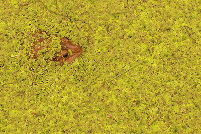 High angle view of lizard on field