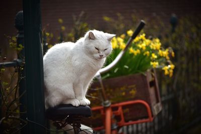 White cat sitting in yard
