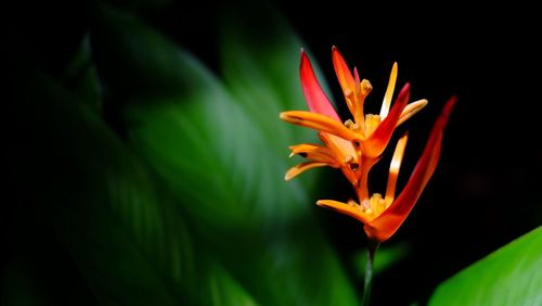 Close-up of flower