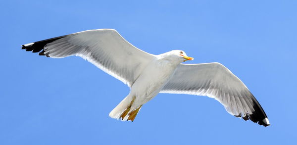 Low angle view of seagull flying against clear blue sky