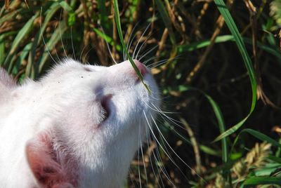 Close-up of a cat