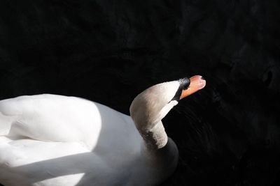 Close-up of swan swimming in lake