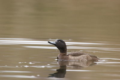 Close-up of duck swimming on lake