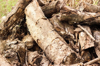 Close-up of tree trunk on field