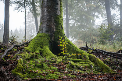 Trees growing in forest