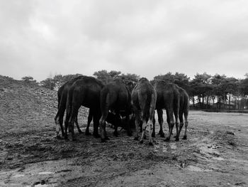 Horses standing in a field