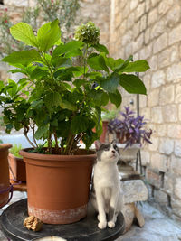 Cat by potted plant