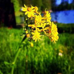 Close-up of yellow flower on field