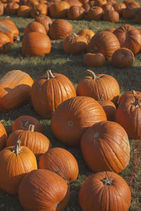 Full frame shot of pumpkins in field