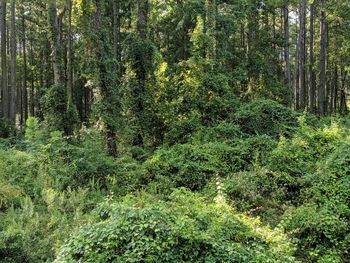 Trees in forest