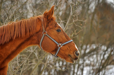 Close-up of a horse on field