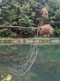 Reflection of trees in water