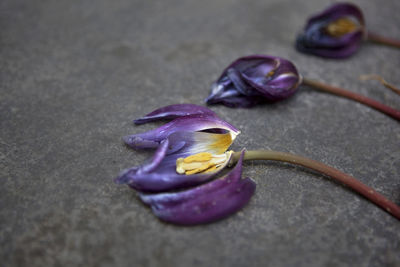 Close-up of wilted flowers on ground