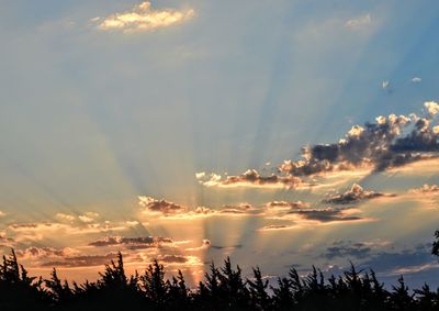 Low angle view of silhouette trees against sky during sunset