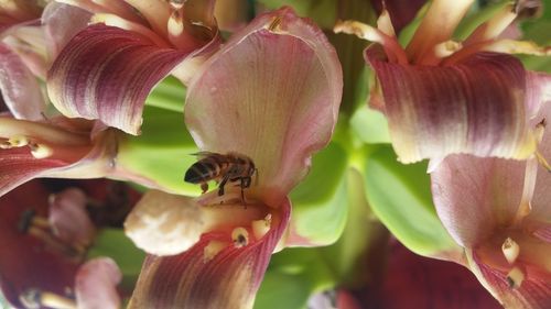 Close-up of honey bee on pink flower