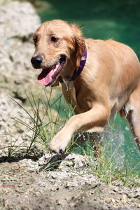 Dog coming out of river