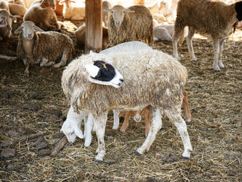 Sheep standing in a field