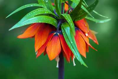 Close-up of wet plant