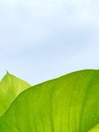 Close-up of fresh green leaves against sky