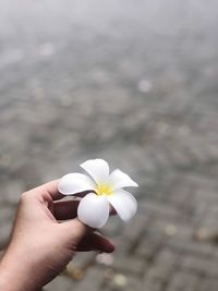 Close-up of hand holding white flower on footpath