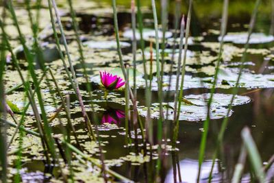 Pink flowers in pond