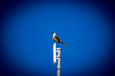 Low angle view of bird perching on pole against clear blue sky