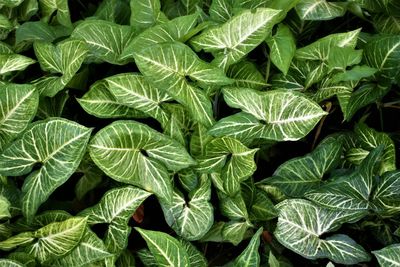 Full frame shot of green leaves