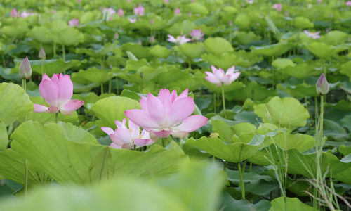 Close-up of pink lotus water lily