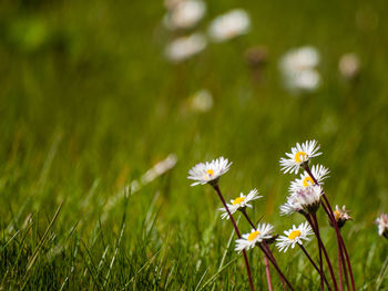 Close-up of white flowering plants on field