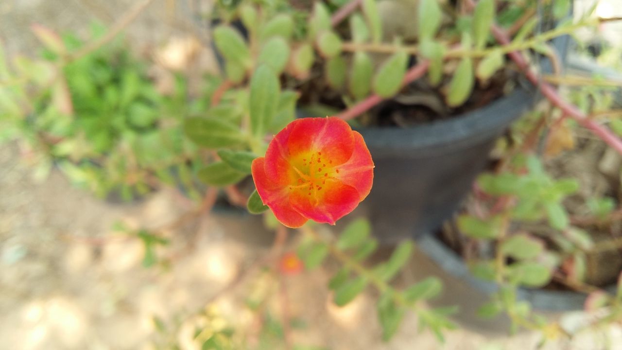 flower, growth, red, plant, freshness, focus on foreground, fragility, close-up, petal, beauty in nature, nature, leaf, flower head, selective focus, blooming, single flower, day, outdoors, in bloom, stem