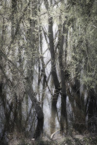 View of trees in forest