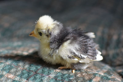 Close-up of a bird