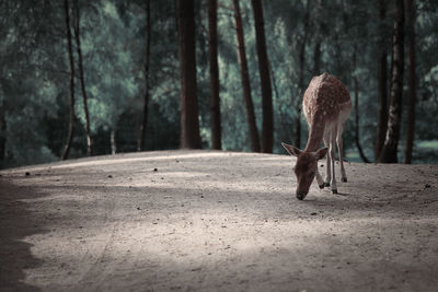 Deer in the green forest