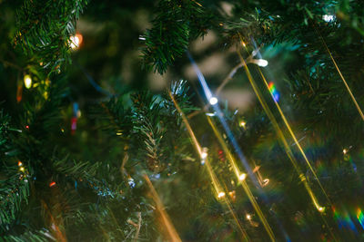 Close-up of christmas tree