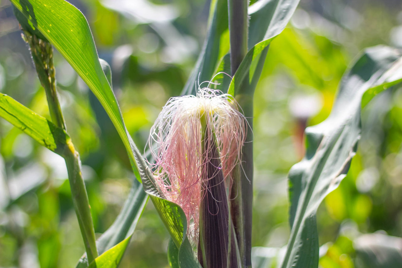 CLOSE-UP OF CROPS GROWING ON FARM