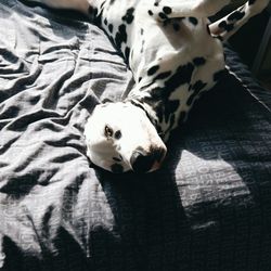 dalmatian dog