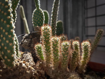 Close-up of cactus plant