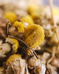Close-up of bee on flower