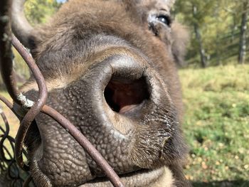 Close-up of a horse