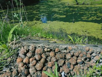 Plants growing in lake