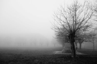 Tree against sky during foggy weather