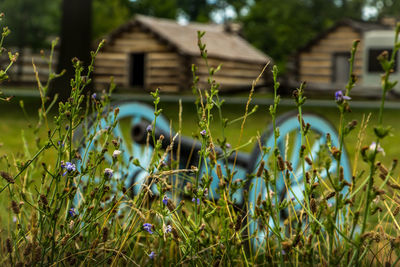 Close-up of plants growing by cannon in park