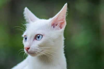 Close-up of cat looking away