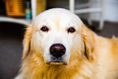 Close-up portrait of dog sticking out tongue