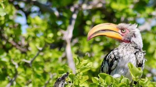 Bird perching on a tree