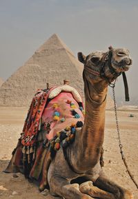 Camel resting on sand against pyramid