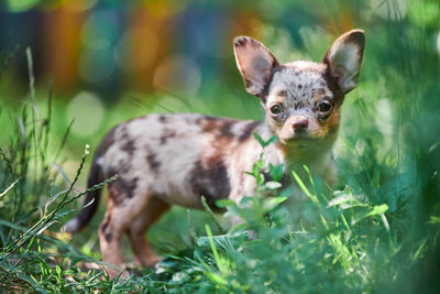 Chihuahua puppy, little dog in garden. cute small doggy on grass. short haired chihuahua breed