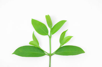 Close-up of plant against white background