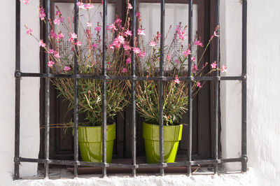 Potted plants on window sill